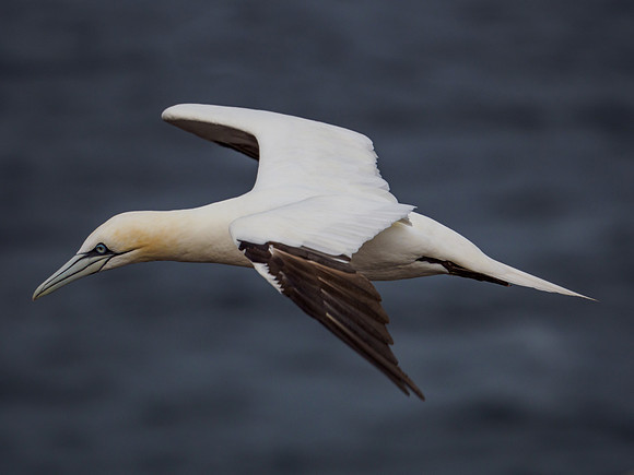 Northern Gannet (Morus bassanus)