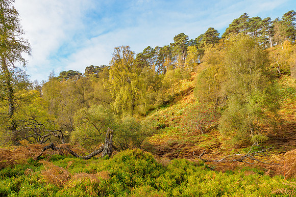 Woodland Wander
