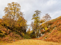 Autumnal Feel