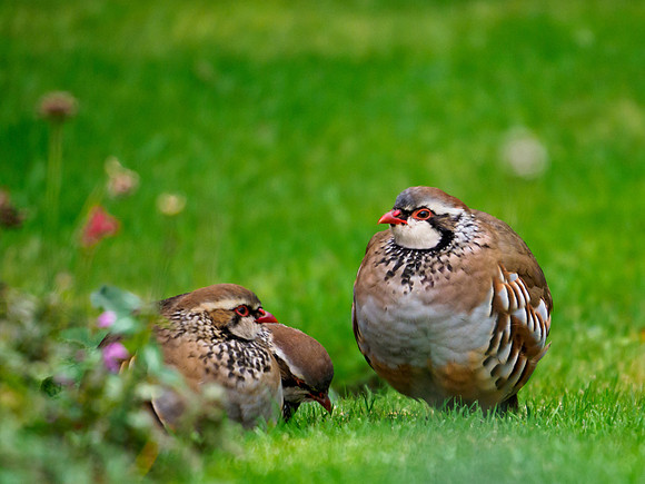 Partridge Family