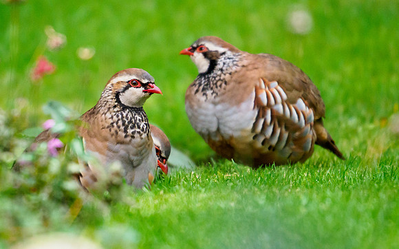 Partridge Family