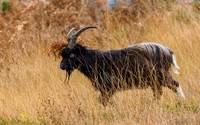 Guising Goat