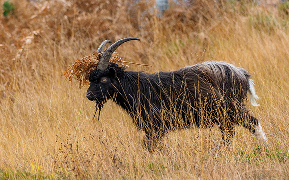 Guising Goat