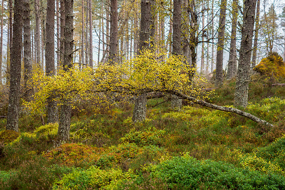 Tree Fall