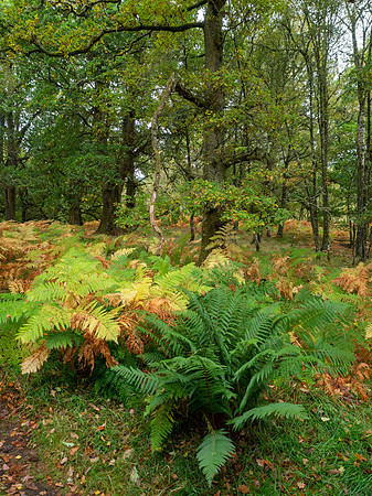 Balmacaan Wood