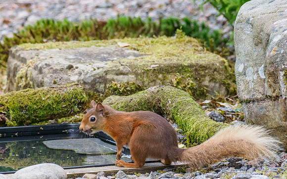 20210723-Red Squirrel-EM127520