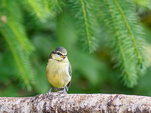 20210703-Garden Birds-EM127117-Edit