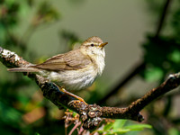 Willow Warbler (Phylloscopus trochilus)
