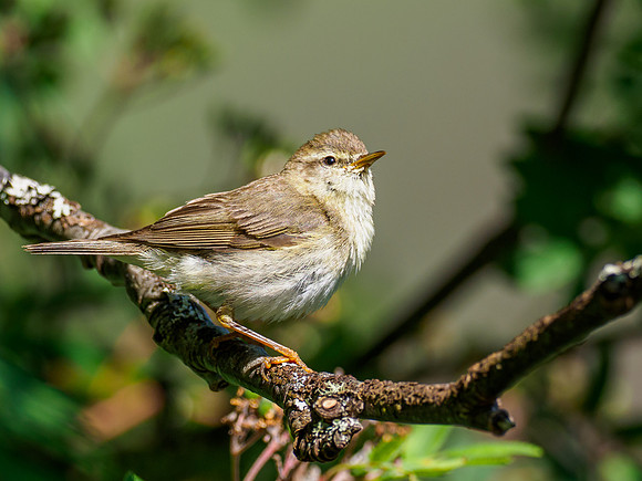 Willow Warbler (Phylloscopus trochilus)