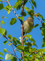 Willow Warbler (Phylloscopus trochilus)