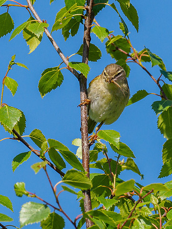Willow Warbler (Phylloscopus trochilus)