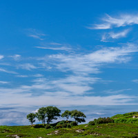 Trees and Sky