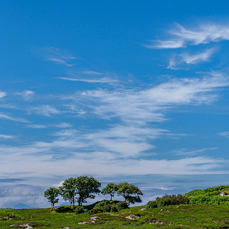 Trees and Sky