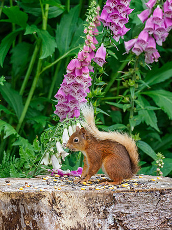 Red Squirrel and Foxgloves