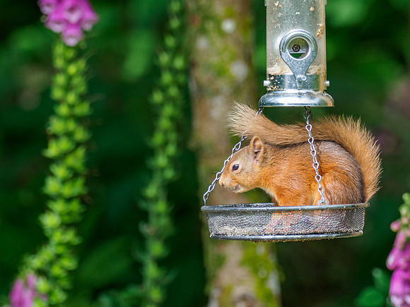 Red Squirrel (Sciurus vulgaris)