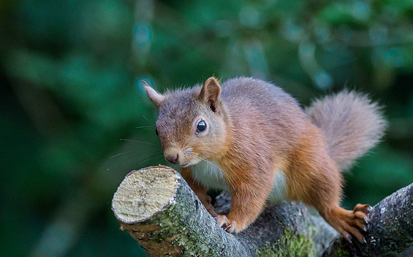 Red Squirrel (Sciurus vulgaris)