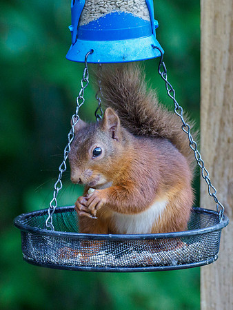 Red Squirrel (Sciurus vulgaris)