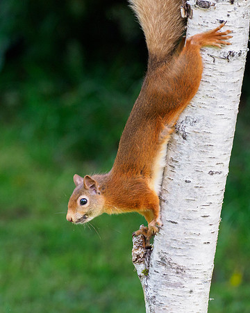 20210723-Red Squirrel-EM127471