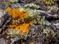 Crotal - Lichen (Xanthoria parietina)