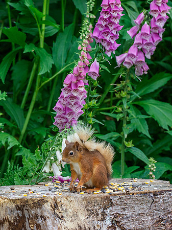 Flower Power
