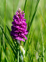 Northern Marsh Orchid (Dactylorhiza purpurella)