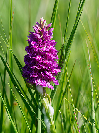 Northern Marsh Orchid (Dactylorhiza purpurella)