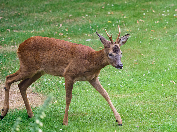 Roe Buck (Capreolus capreolus)