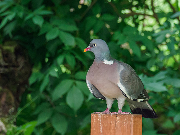 Wood Pigeon (Columba palumbus)