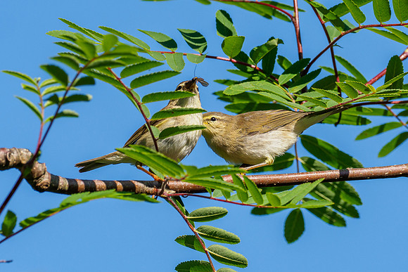 Willow Warbler (Phylloscopus trochilus)