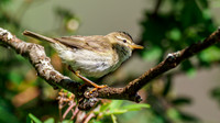 Willow Warbler (Phylloscopus trochilus)
