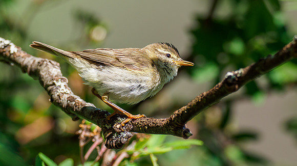 Willow Warbler (Phylloscopus trochilus)