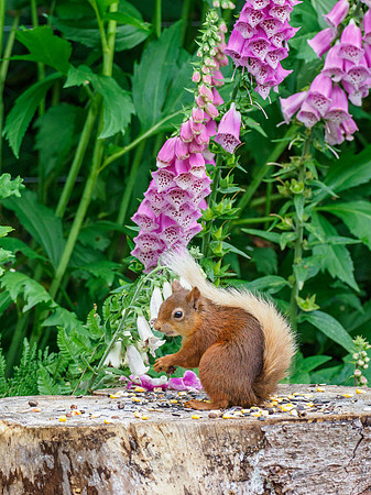 Red Squirrel and Foxgloves