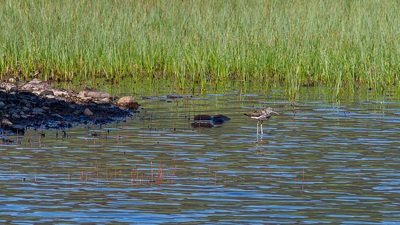 Common Greenshank (Tringa nebularia)
