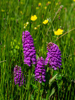 Northern Marsh Orchid (Dactylorhiza purpurella)