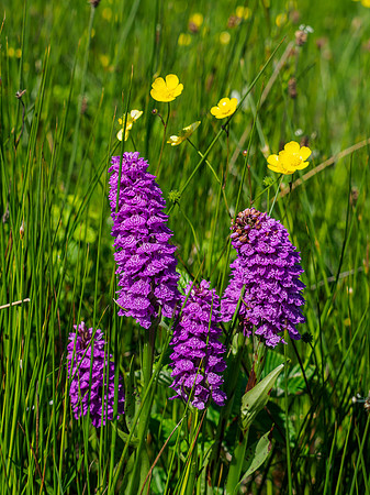 Northern Marsh Orchid (Dactylorhiza purpurella)