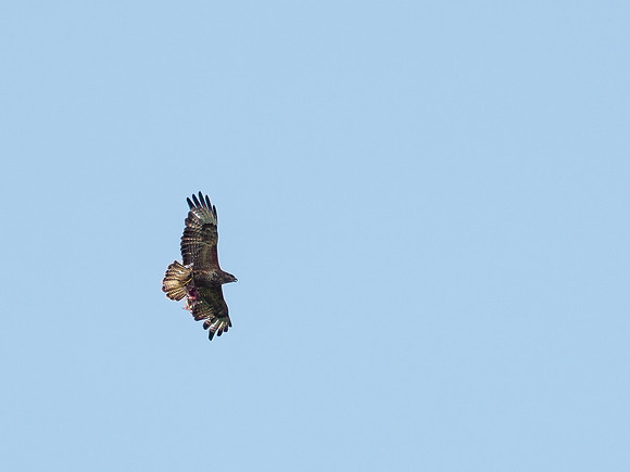 20210723-Buzzard-EM127647-Edit