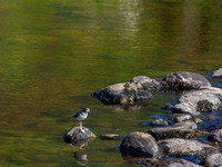 Common Sandpiper (Actitis hypoleucos)