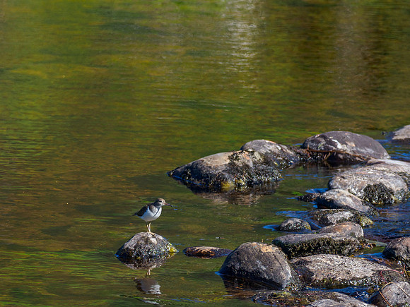 Common Sandpiper (Actitis hypoleucos)