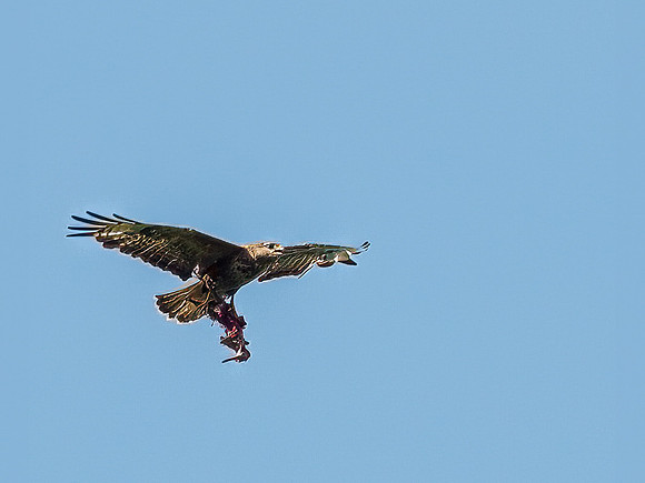 20210723-Buzzard-EM127588-Edit
