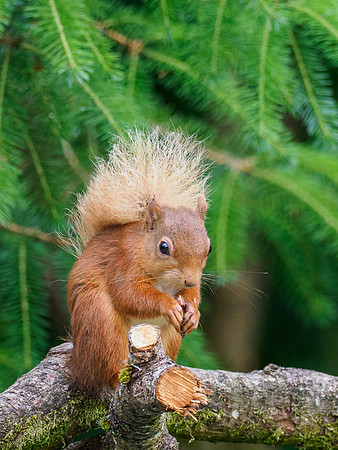 Red Squirrel and Foxgloves