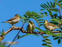 Willow Warbler (Phylloscopus trochilus)