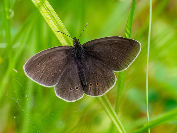 Ringlet (Aphantopus hyperantus)