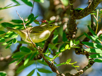 Willow Warbler (Phylloscopus trochilus)