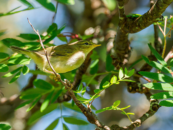 Willow Warbler (Phylloscopus trochilus)