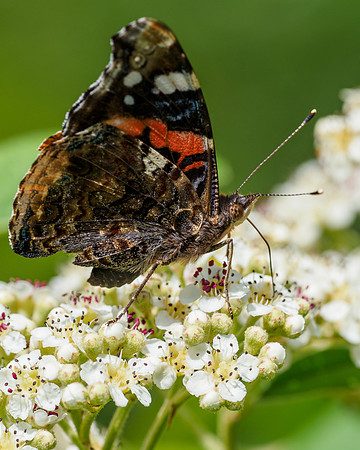 Red Admiral (Vanessa atalanta)