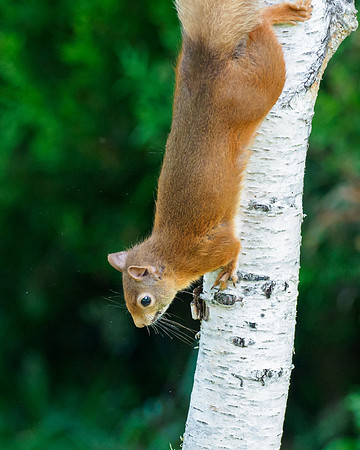 20210723-Red Squirrel-EM127461