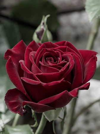 Garden Rose