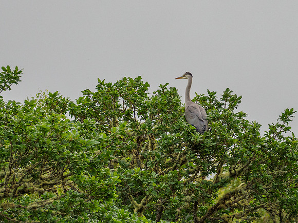 Grey Heron (Ardea cinerea)