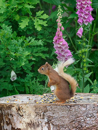 Red Squirrel and Foxgloves