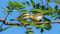 Willow Warbler (Phylloscopus trochilus)
